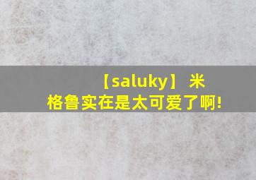 【saluky】 米格鲁实在是太可爱了啊!